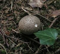 Lycoperdon molle image