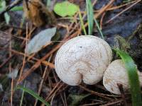 Rhodocybe popinalis image