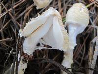 Lepiota clypeolaria image