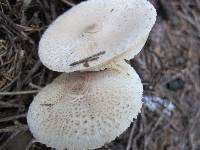 Lepiota clypeolaria image