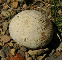 Calvatia cyathiformis image