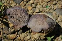 Calvatia cyathiformis image