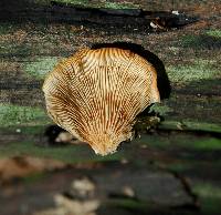 Crepidotus applanatus image