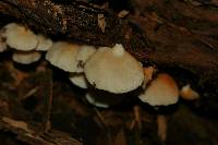 Crepidotus applanatus image