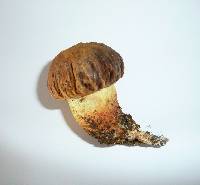 Boletus depilatus image