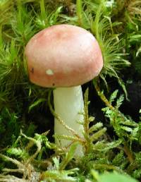 Russula betularum image