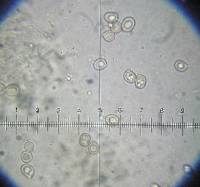 Pluteus phlebophorus image