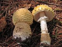 Amanita amerimuscaria image