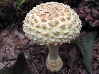 Amanita amerimuscaria image