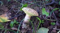 Boletus chrysenteron image