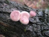 Lentinus strigosus image