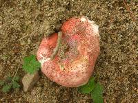 Russula cessans image