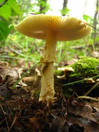 Amanita amerimuscaria image