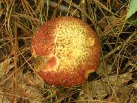 Suillus spraguei image