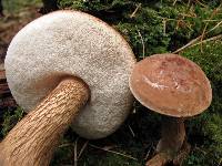 Tylopilus felleus image