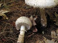 Amanita chrysoblema image