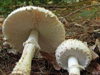 Amanita chrysoblema image