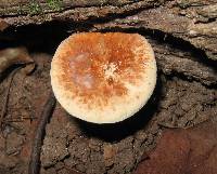 Gyroporus castaneus image