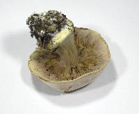 Cortinarius arcuatorum image