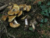 Cortinarius glaucopus image