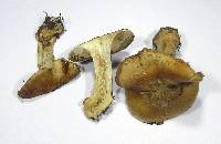 Cortinarius glaucopus image