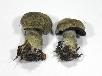 Cortinarius infractus image