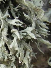 Ramalina lacera image