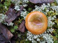 Lactarius thyinos image