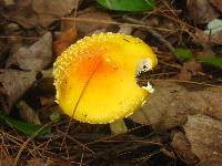 Amanita amerimuscaria image