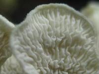 Plicaturopsis crispa image