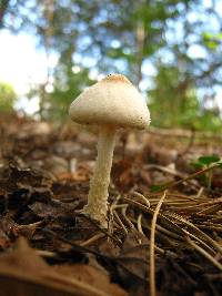 Lepiota clypeolaria image