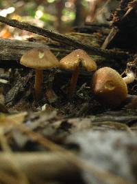 Inocybe hirtella image