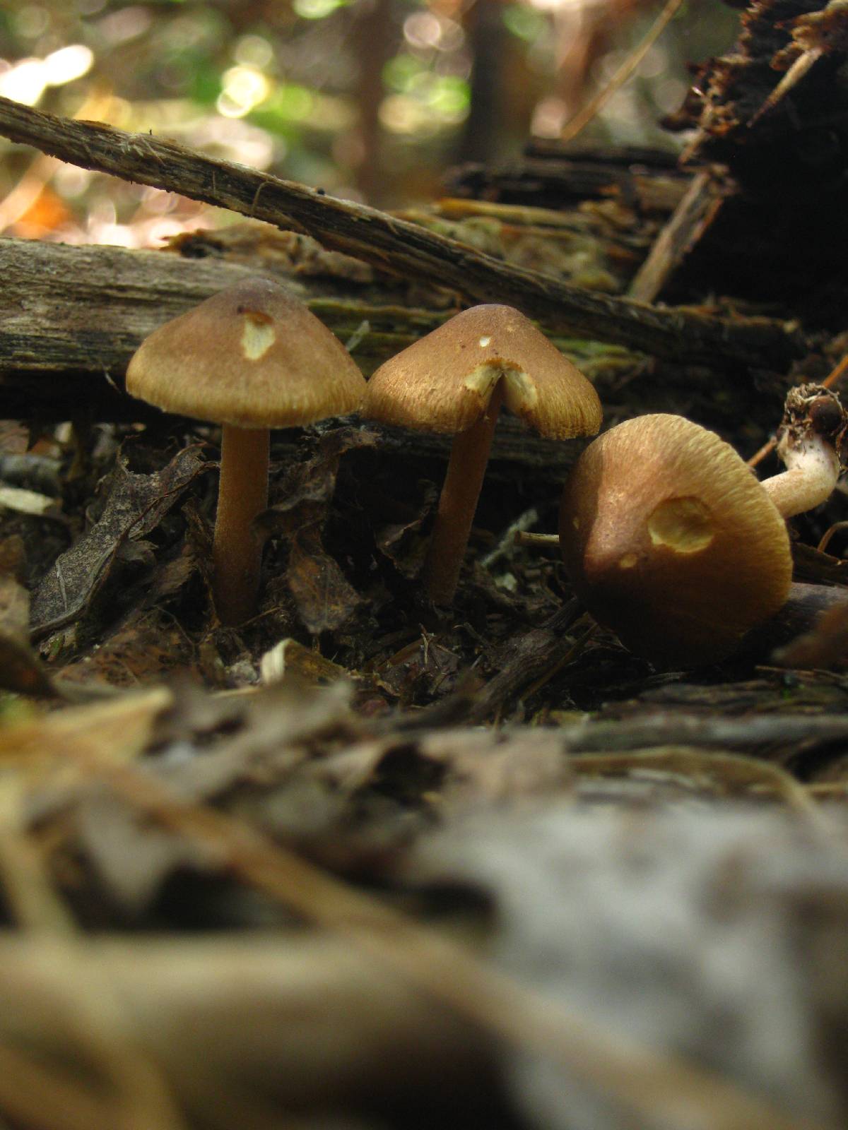 Inocybe hirtella image