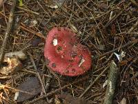 Russula cessans image