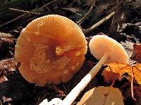 Amanita amerifulva image