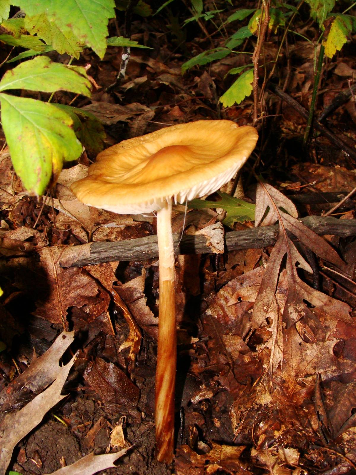 Oudemansiella rubrobrunnescens image