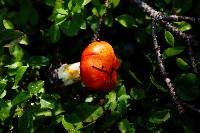 Hygrophorus speciosus image