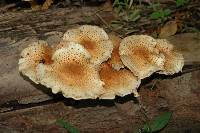 Pholiota squarrosoides image