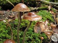 Psilocybe turficola image