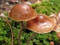 Psilocybe turficola image