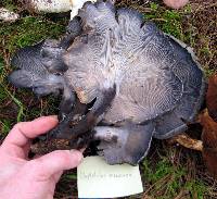 Omphalotus mexicanus image