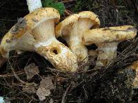 Lactarius scrobiculatus image