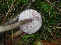 Entoloma violaceum image