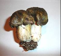 Tricholoma luridum image