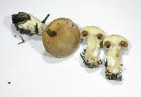 Cortinarius bivelus image