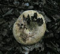 Lactarius zonarius image