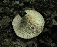 Lactarius zonarius image