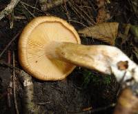 Tricholoma pseudonictitans image