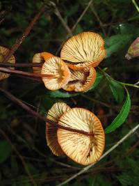 Marasmius spegazzinii image