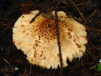 Lepiota cortinarius image